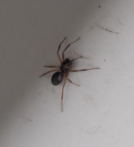 Réf. 250 201 : Trichoncus saxicola